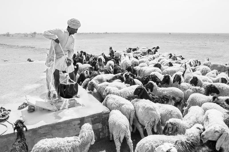 Men and Water Needs from Gender Perspective - shepherd helping his animals drink water on a hot summer day from a 'tanka' (underground water tank) in Jaisalmer district, Rajasthan